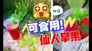 【图安一记】种植可食用仙人掌果和米邦塔Planting Edible Cacti Opuntia Milpa Alta Prickly Pears [upl. by Oap]