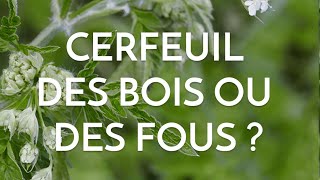 Cerfeuil des bois ou cerfeuil des fous [upl. by Nauqel]