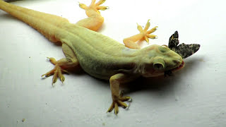 Lizard eating Butterfly Close Up Zoom Video  House Gecko Chipkali [upl. by Orlan]