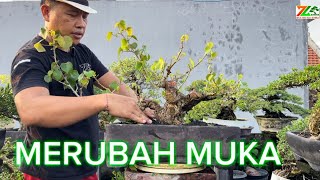 PART 3 AKTIFITAS PAGI PRUNING WARU [upl. by Freud]