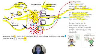 Inhibición de la colinesterasa parte 2 [upl. by Efthim514]