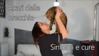 Acari nelle orecchie di un gatto sintomi e rimedi casalinghi [upl. by Madoc]