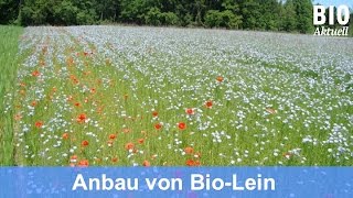 Anbau von Öllein Juni 2016 [upl. by Merriam20]