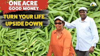 Anybody Can Make Good Money from Farming One Acre Turn your Life Around Smart Farming French Beans [upl. by Statis]