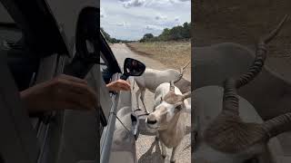 Isn’t Addax so gentle 😍sanantonio texas animalsafari animallover animafeeding addax [upl. by Izy213]