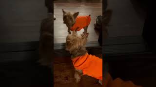 Milo the Yorkie meets his “twin” pets yorkies yorkiesofyoutube [upl. by Jada366]