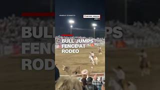 Bull jumps fence at rodeo [upl. by Aicel]