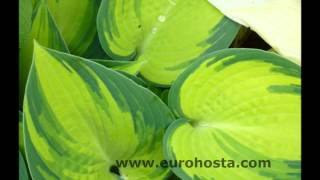 The best hosta of all  June [upl. by Larner]