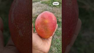 Haden mango harvest and taste review ll by Akshahanthrey Reddy pandu mangoes nature farming [upl. by Yatnahc]