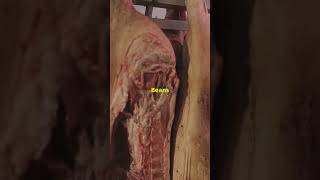 Sawney Bean Scotlands Cannibal Clan hauntedhistory scary fyp foryou spooky horrorstories [upl. by Niliac617]