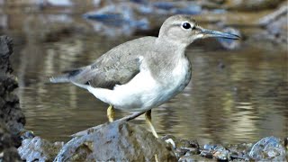 Mighty wading bird Common sandpiper absolute mustsee [upl. by Teuton]