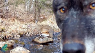 Wolves chasing a seemingly exhausted deer [upl. by Jeremiah]