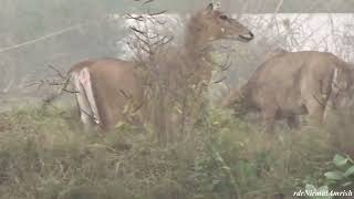 Nilgai❤ A Beauty nilgai bluecow wild wildlife love animallover youtube see watch views [upl. by Capriola980]