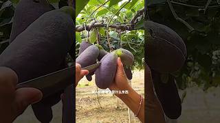 What fruit is thisshorts agriculture modernfarmer youtbeshorts noamanreaction cropmanagement [upl. by Haggi]