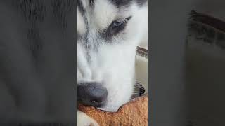 Is coconut shell ok for husky [upl. by Gemperle]