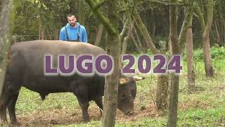 LUGO OD ŠTRBACA BIK OD KOJEG PUNO OČEKIJU VITEZ 2024 [upl. by Rebe]