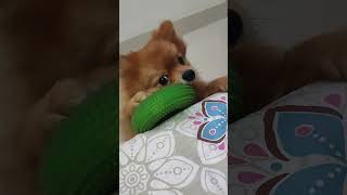 Tuffy🐶 Sab Samajhta Hai shortsvideo 😍 [upl. by Wack]