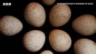 Attenboroughs Wonder of Eggs  BBC Select [upl. by Lewin350]