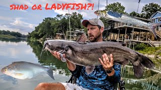 LADYFISH vs SHAD Catfish Candy [upl. by Scarface]