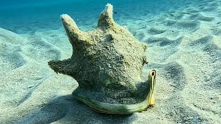 Horned Helmet Snail Cassis Cornuta Giant Helmet Helmet Shell 4K [upl. by Gulgee]