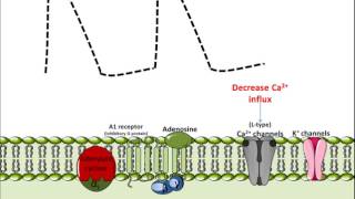 Mechanism of Action for Adenosine [upl. by Nelac]