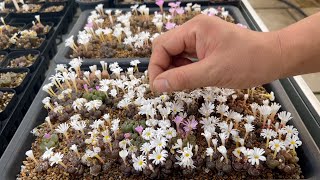 Conophytum Beginners Cultivation Guide Part 1  Cultivation Methods According to Life Cycle [upl. by Narhem576]