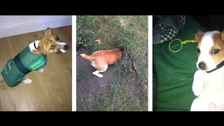 Kimba the rat catching dog in training for pest control in London UK [upl. by Miahc]