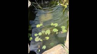 Using a flocculant clarifier for green water part 1 [upl. by Trow]