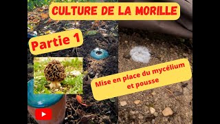 Culture de la Maurilles 2023 [upl. by Bitthia452]