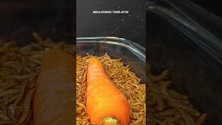 Mealworms Vs 🥕 🥒 and 🍆 food wormlapse petfood insects mealworms petcare MealwormTimelapse [upl. by Micki]