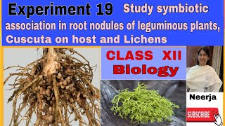 Study symbiotic associationroot nodules of legumescuscuta on hostlichensExpt19 class 12biology [upl. by Einomrah]