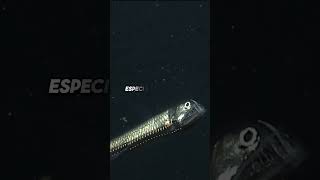 5 FVCTS  5 Facts About Viperfish  zfa facts animalquiz animals shorts viralvideo [upl. by Ellerrad]