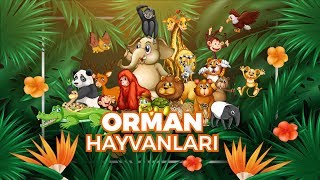 Hayvanları Tanıyalım  Orman Hayvanları Öğreniyorum  Hayvan Sesleri Görüntüler  Eğitici Çizgi Film [upl. by Kennie103]