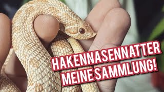 Hakennasennatter  Meine Sammlung [upl. by Nwahsak414]