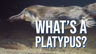 10 Fast Facts About Platypuses [upl. by Susannah191]