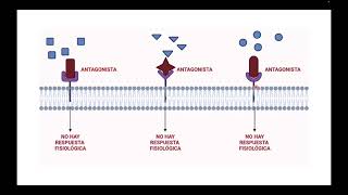 Farmacodinamia Agonista y Antagonista [upl. by Asilam]