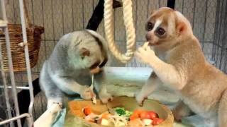 Slow Loris eats the cherry [upl. by Littell]