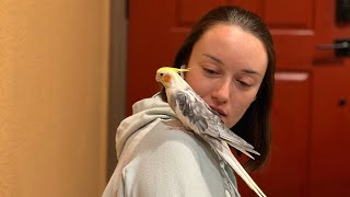 Bert and Becca  Cockatiel [upl. by Bergmans]