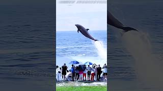 Amazing to see dolphins flying [upl. by Longwood]