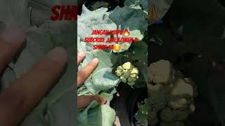 Sayur😉 subscribe like fypシ゚viral garden [upl. by Zelda]