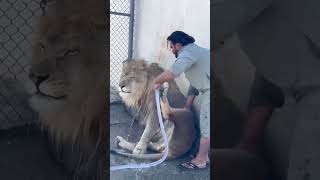 LION KING 👑 SHOWER tiger lion nature love jungle tigerbaby [upl. by Noreen]