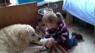 Kuvasz Welpen 3 Tage alt [upl. by Akienahs]