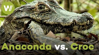 Giant Anaconda vs Crocodile  A battle that has raged for 60 Million years [upl. by Chavaree]