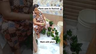 Plant care in festival indoorplants home gardenplants youtubeshorts balconygarden [upl. by Sihonn]