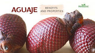 Aguaje Benefits and Properties [upl. by Yrtsed217]