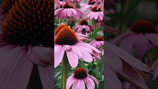 60sec Health Tips  ECHINACEA Natures Immune Booster fyp video viralvideo trending facts [upl. by Tacy]