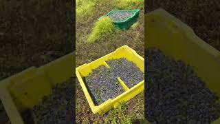 HandRaked Wild Blueberries in Maine  Food Network [upl. by Siuluj389]