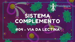 04 Via da Lectina  Sistema Complemento  Imunologia [upl. by Parry]