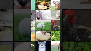 🦒 Animales Vertebrados e Invertebrados Curiosidades en 60 Segundos 🐙✨ Shorts [upl. by Roberto395]