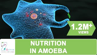 NUTRITION IN AMOEBA [upl. by Noed728]